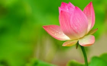 Ván cờ sinh tử